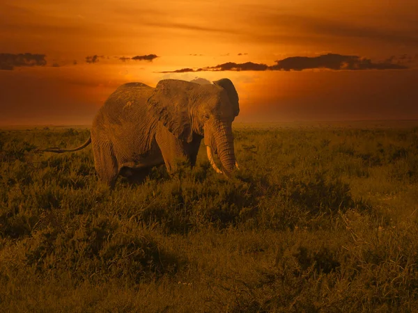 Elefantes Pôr Sol Tsavo East Tsavo West National Park Quênia — Fotografia de Stock