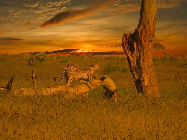 Leopardo Pôr Sol Tsavo East Tsavo West National Park Quênia — Fotografia de Stock