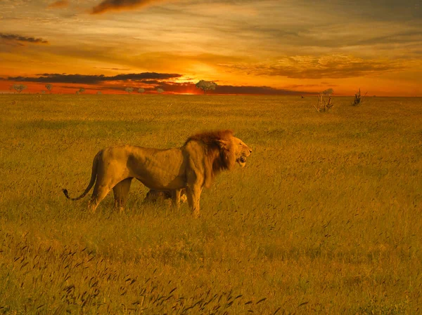 Löwen Tsavo East Und Tsavo West Nationalpark — Stockfoto