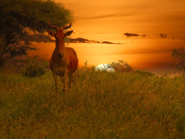 Tramonto Alba Nel Parco Nazionale Tsavo East Tsavo West Kenya — Foto Stock