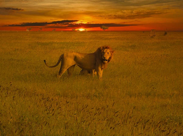Львы Восточного Цаво Западного Цаво — стоковое фото