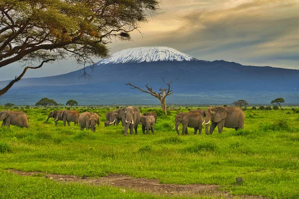 Amboseli Milli Parkı Nda Filler Kilimanjaro Dağı — Stok fotoğraf