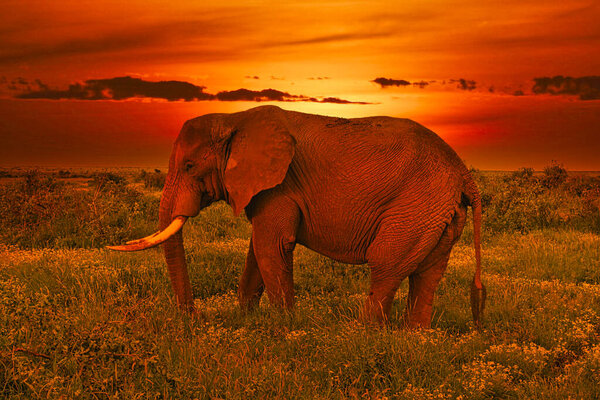 Elephants and sunset in the Tsavo East and Tsavo West National Park in Kenya
