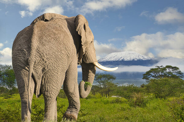 Elephants and Mount Kilimanjaro in Amboseli National Park 