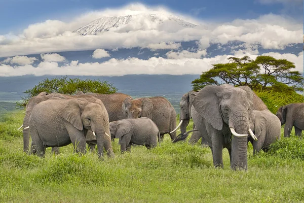 Sloni Hora Kilimandžáro Národním Parku Amboseli — Stock fotografie