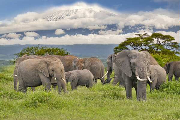 Elephants and Mount Kilimanjaro in Amboseli National Park 