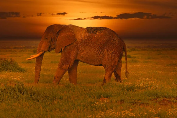 Elephants Sunset Tsavo East Tsavo West National Park Kenya — Stock Photo, Image