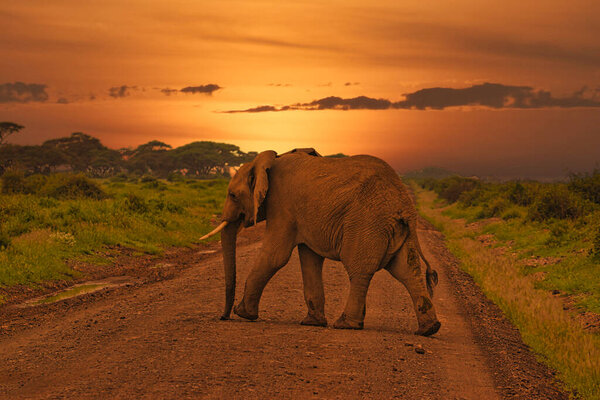 Elephants and sunset in the Tsavo East and Tsavo West National Park in Kenya