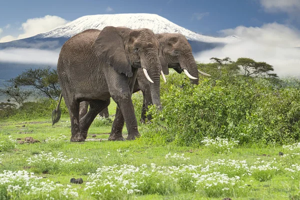 Amboseli Milli Parkı Nda Filler Kilimanjaro Dağı — Stok fotoğraf