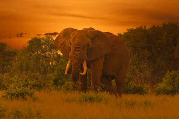케냐의 이스트 웨스트 공원에 코끼리들 — 스톡 사진