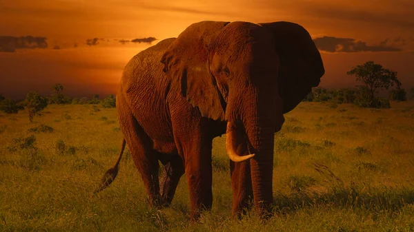 Kenya Daki Tsavo Doğu Tsavo Batı Ulusal Parkı Nda Filler — Stok fotoğraf