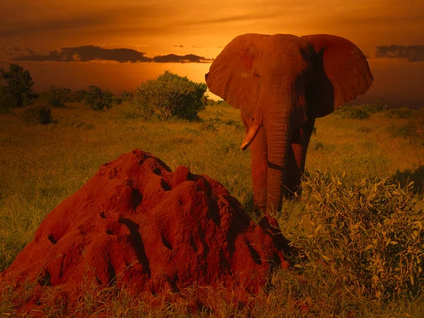Elefantes Puesta Sol Tsavo East Parque Nacional Tsavo West Kenia — Foto de Stock