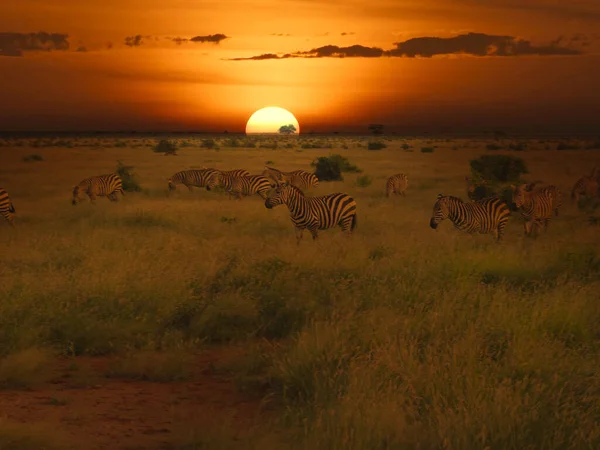 Solnedgång Och Soluppgång Tsavo East Och Tsavo West National Park — Stockfoto