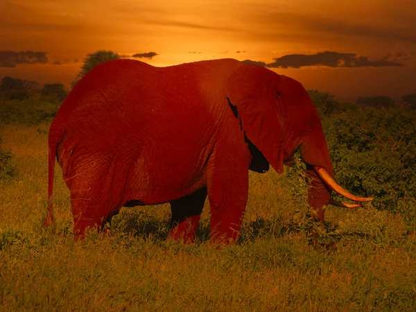 케냐의 이스트 웨스트 공원에 코끼리들 — 스톡 사진