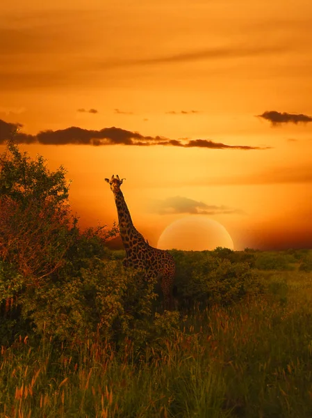 Жирафы Закат Восточном Цаво Западном Национальном Парке Цаво Кении — стоковое фото