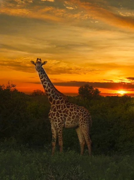 Girafes Coucher Soleil Tsavo East Parc National Tsavo West Kenya — Photo