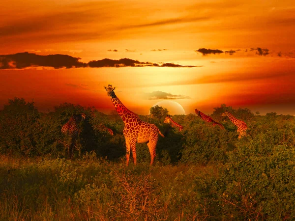 Giraffer Och Solnedgång Tsavo East Och Tsavo West National Park — Stockfoto