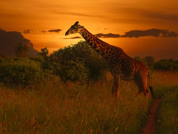 Żyrafy Zachód Słońca Tsavo East Tsavo West National Park Kenii — Zdjęcie stockowe