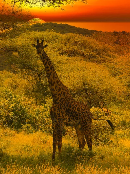 Καμηλοπαρδάλεις Και Ηλιοβασίλεμα Στο Tsavo East Και Στο Tsavo West — Φωτογραφία Αρχείου