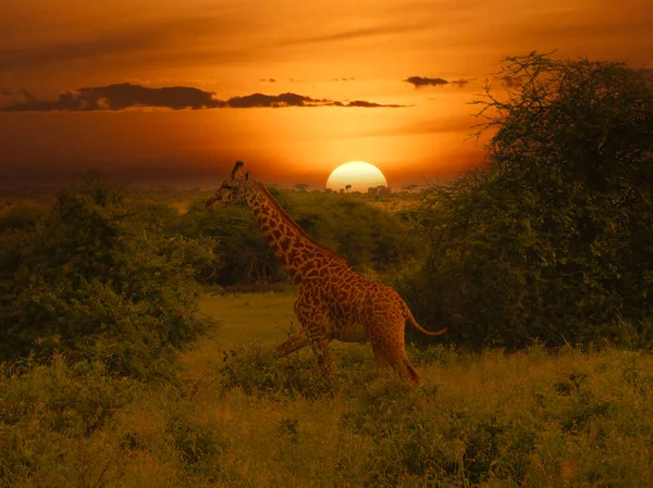 Jirafas Puesta Sol Tsavo East Tsavo West National Park Kenia —  Fotos de Stock