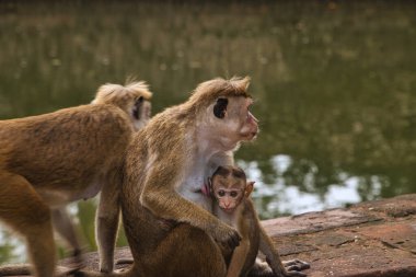 Sri Lanka 'daki tapınak kompleksinde maymunlar