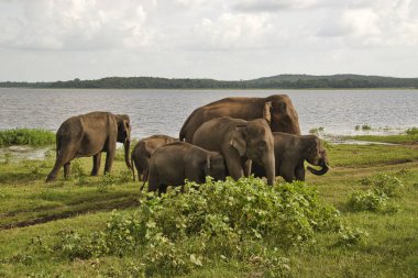 Filler Sri Lanka üzerinde Udawalawe Milli Parkı