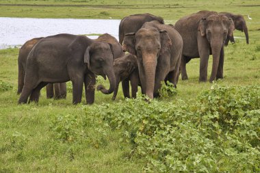 Filler Sri Lanka üzerinde Udawalawe Milli Parkı