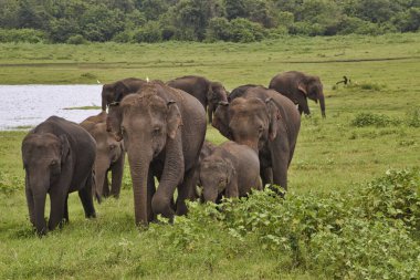 Filler Sri Lanka üzerinde Udawalawe Milli Parkı