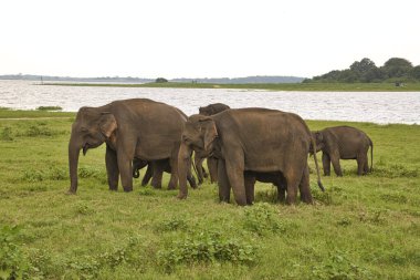 Filler Sri Lanka üzerinde Udawalawe Milli Parkı