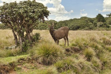Geyikler Hortons Plains Milli Parkı içinde Sri Lanka