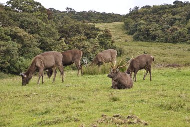 Geyikler Hortons Plains Milli Parkı içinde Sri Lanka