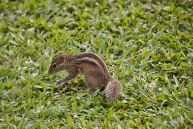Bir Sri Lanka otel tesisinde sincap