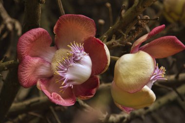 Cannonball ağaç kök, güzel çiçeği ile