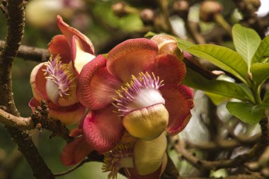 Cannonball ağaç kök, güzel çiçeği ile