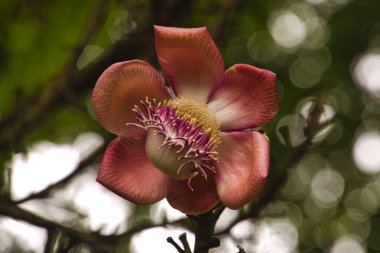 Cannonball ağaç kök, güzel çiçeği ile