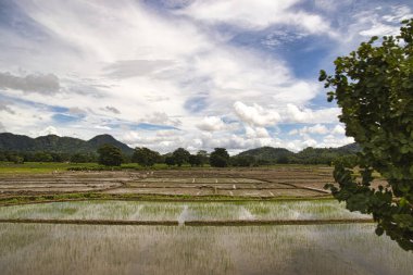 Sri Lanka 'nın çok güzel manzara resimleri.