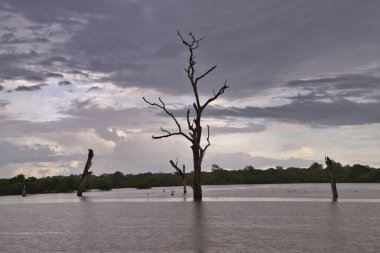 Sri Lanka 'nın çok güzel manzara resimleri.