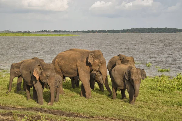 Elefantes Parque Nacional Udawalawe Sri Lanka — Fotografia de Stock