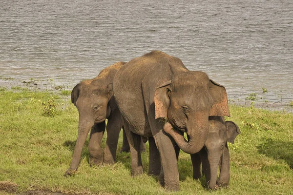 Elefantes Parque Nacional Udawalawe Sri Lanka — Fotografia de Stock