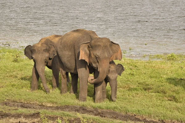 Éléphants Dans Parc National Udawalawe Sri Lanka — Photo