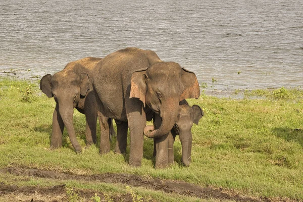 Elefantes Parque Nacional Udawalawe Sri Lanka — Fotografia de Stock