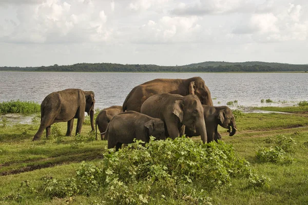 Elefantes Parque Nacional Udawalawe Sri Lanka — Fotografia de Stock