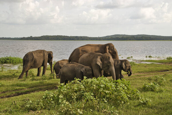 Слоны в Национальном парке Удавалаве на Шри-Ланке
