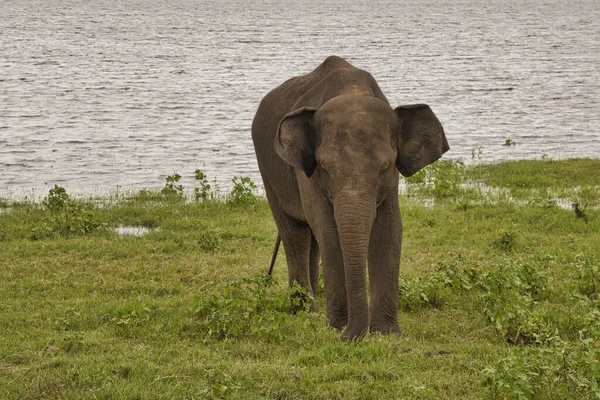 Elefantes Parque Nacional Udawalawe Sri Lanka — Fotografia de Stock