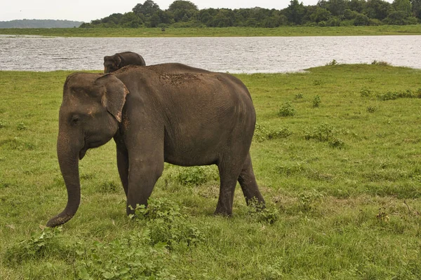 Elefantes Parque Nacional Udawalawe Sri Lanka — Fotografia de Stock