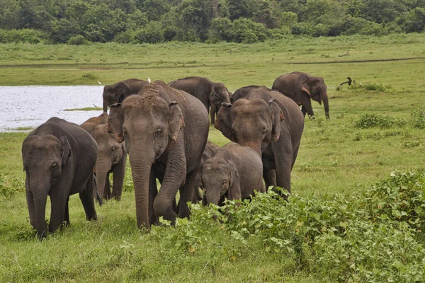 Elefantes Parque Nacional Udawalawe Sri Lanka — Fotografia de Stock