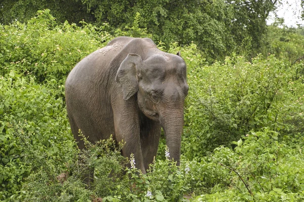 Elefantes Parque Nacional Udawalawe Sri Lanka — Fotografia de Stock