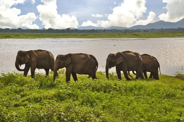 Elefantes Parque Nacional Udawalawe Sri Lanka — Fotografia de Stock