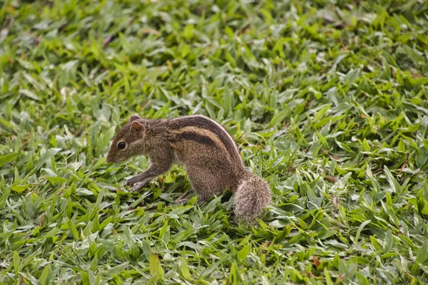 Ardilla Una Planta Hotel Sri Lanka — Foto de Stock