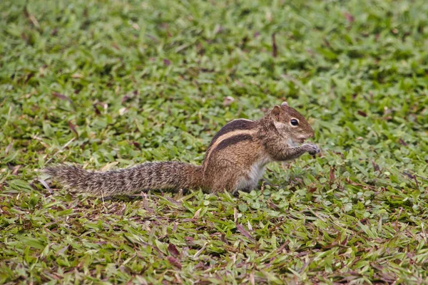 Ardilla Una Planta Hotel Sri Lanka — Foto de Stock